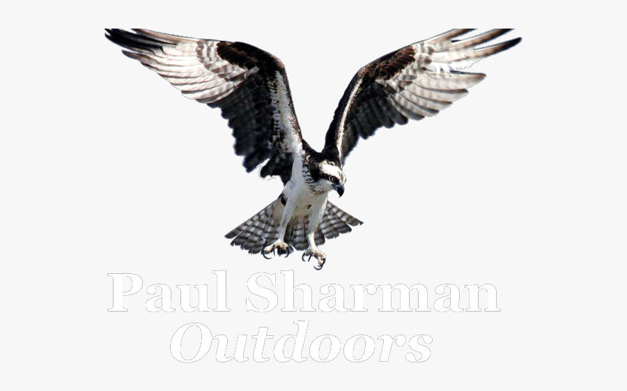 Osprey Transparent, Transparent Clipart