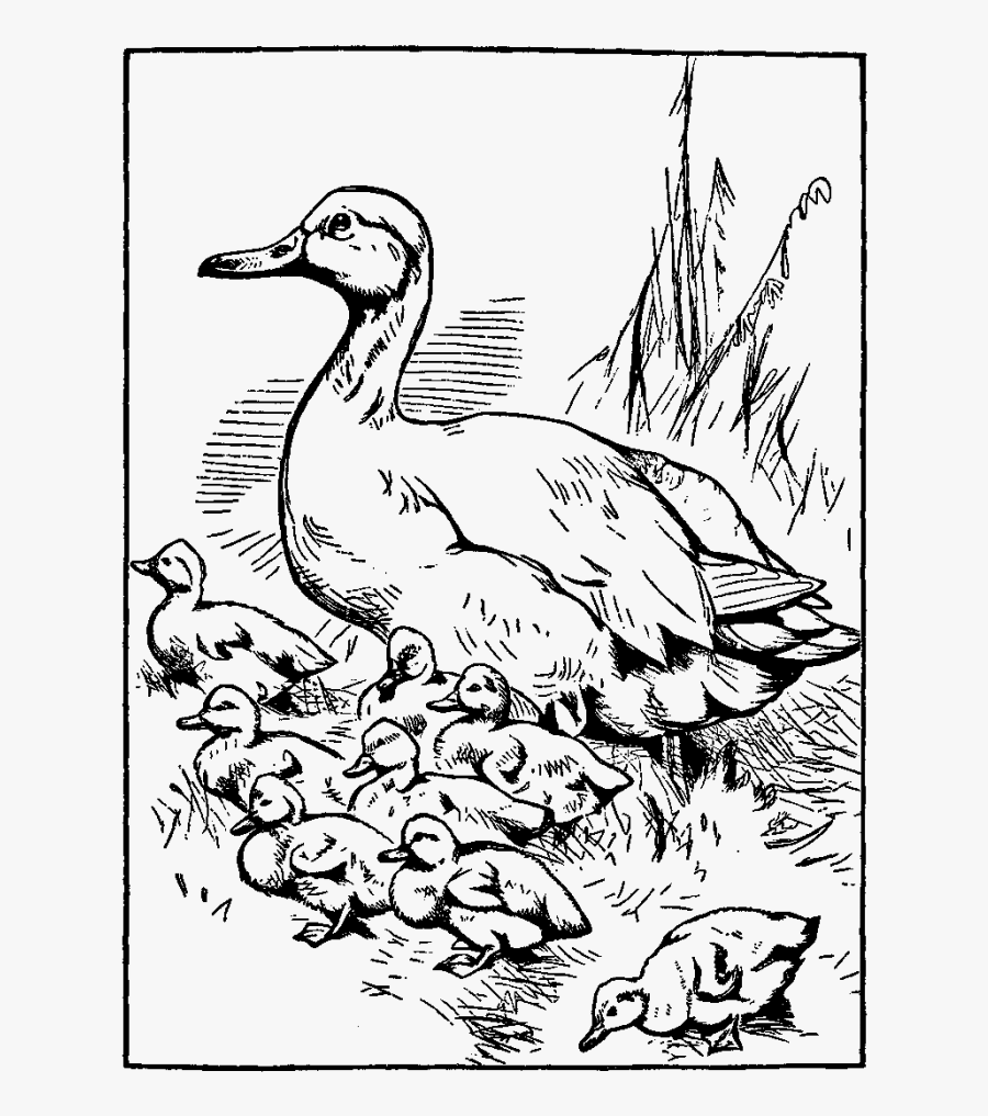 Duck And Ducklings Coloring Pages - Make Way For Ducklings Png, Transparent Clipart