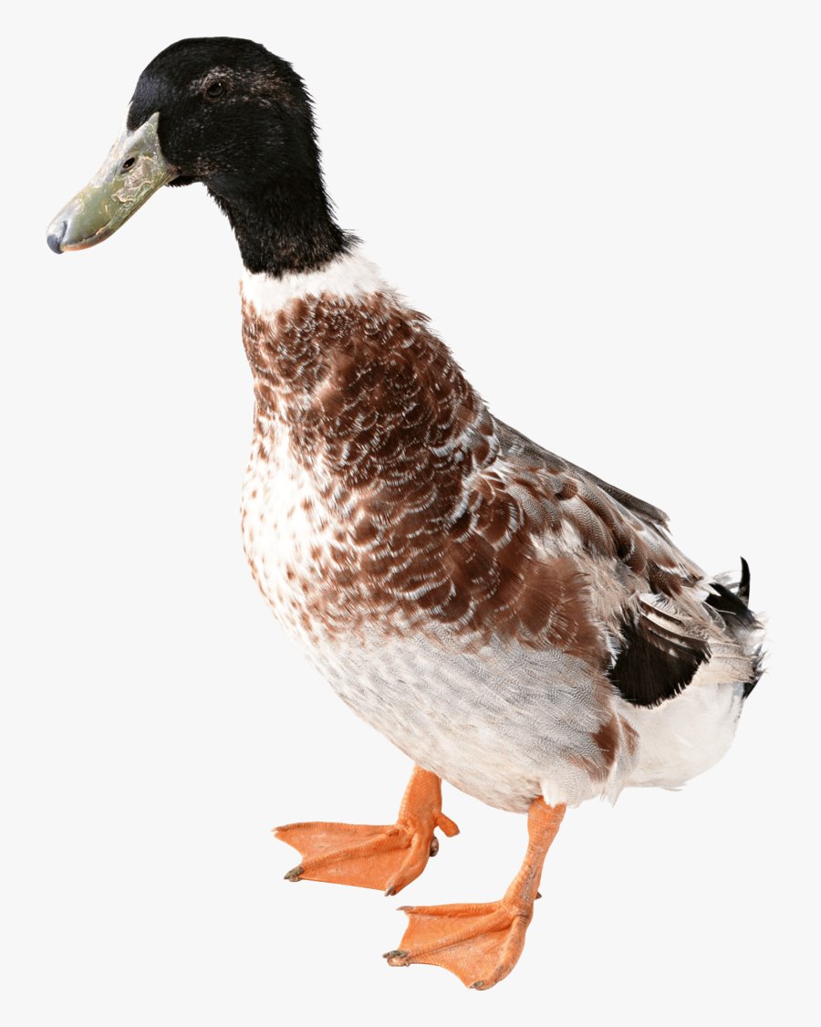 Duck From Front - Дикая Утка Пнг, Transparent Clipart