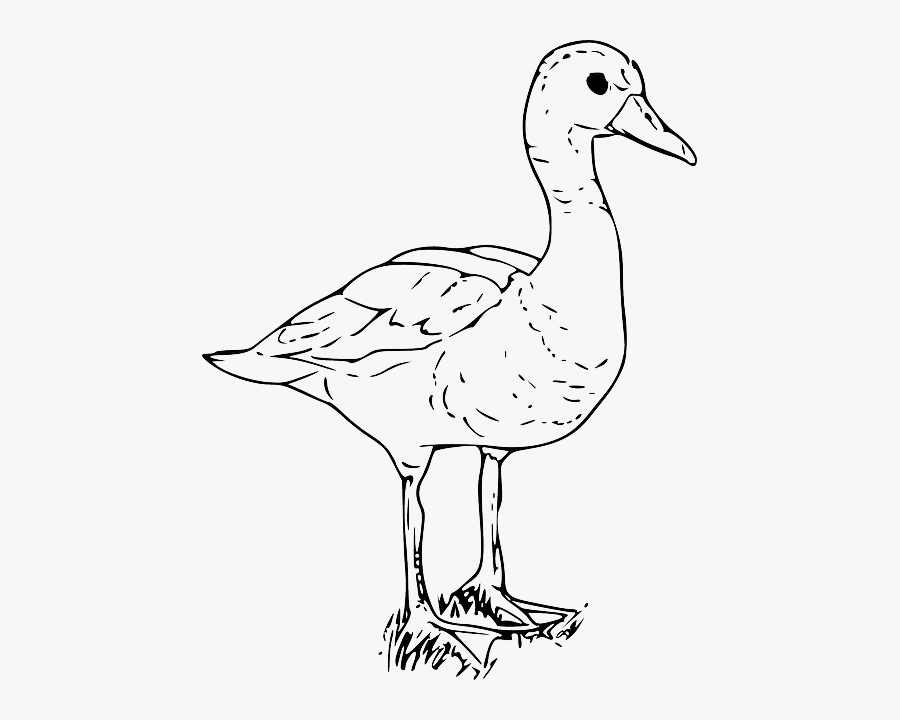 Black, Outline, Drawing, White, Cartoon, Bird, Duck - Part Of A Duck, Transparent Clipart