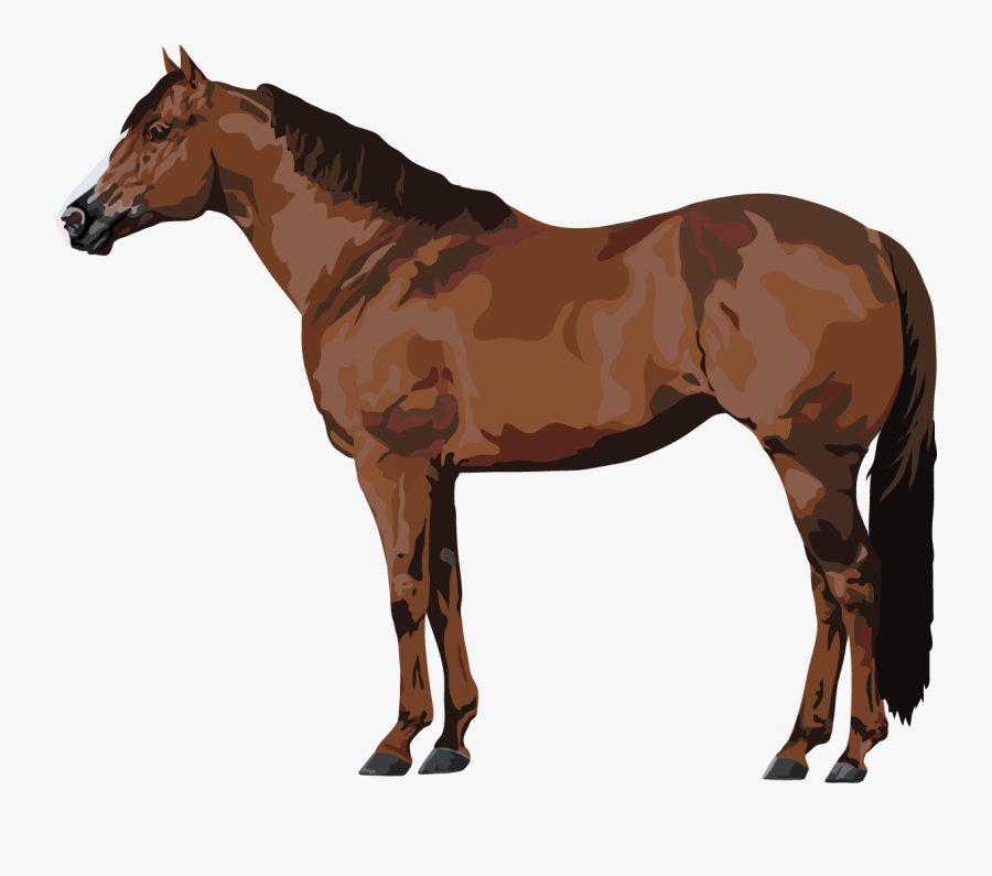 Arabian Horse White Background - Horse White Background Png, Transparent Clipart