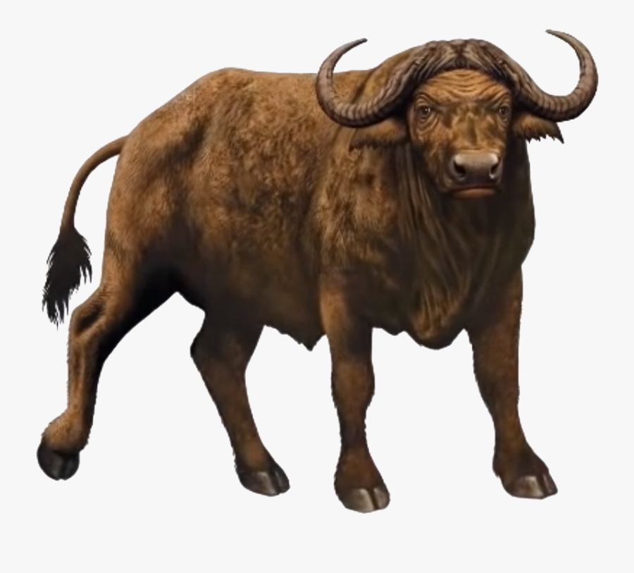 Buffalo Transparent African - African Buffalo White Background, Transparent Clipart
