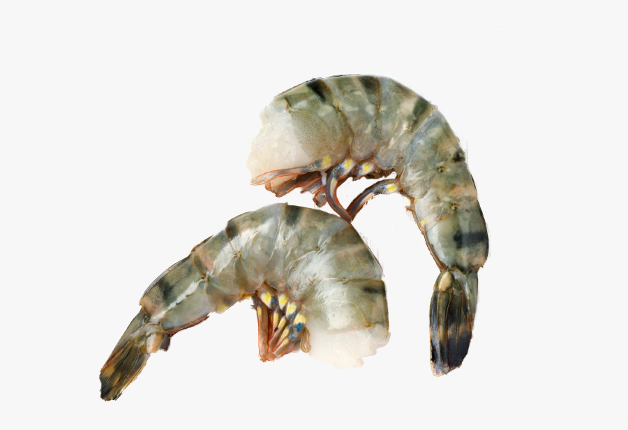 Litopenaeus Setiferus, Transparent Clipart