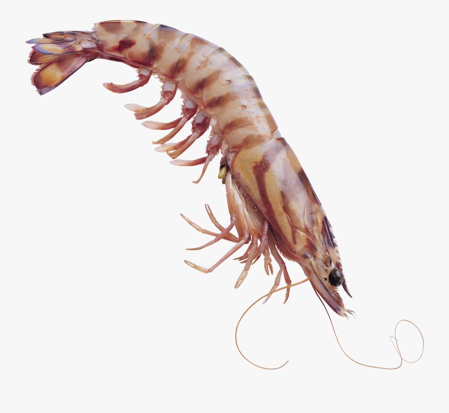Shrimps Png - Shrimp Photoshop, Transparent Clipart