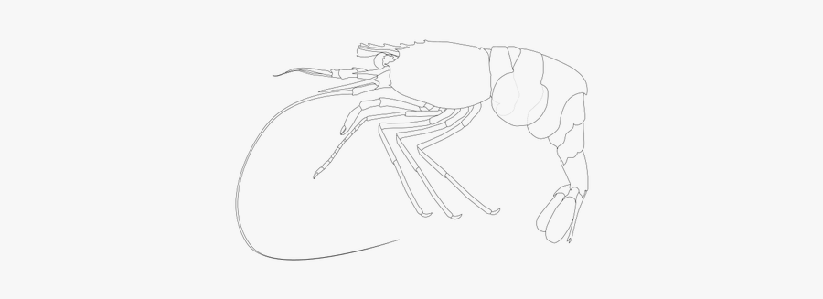 Lebbeus Longidactilus Shrimp - Sketch, Transparent Clipart