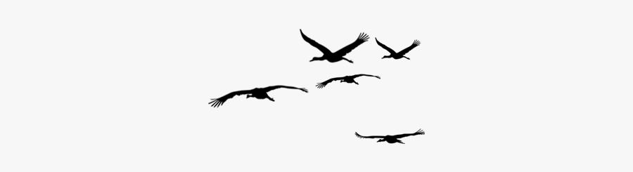 Bird Download Computer File - Bird Migration, Transparent Clipart