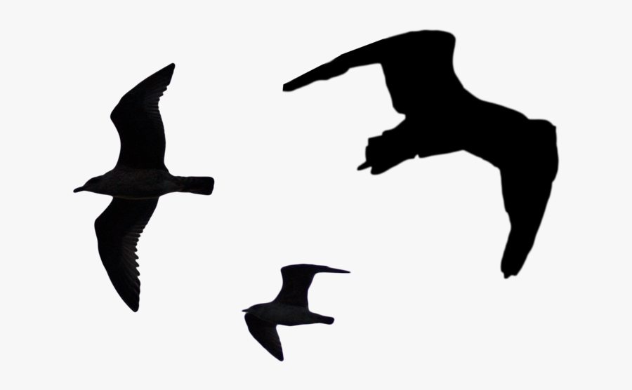 Seagull Silhouette Png - Silhouette Of Birds Png, Transparent Clipart