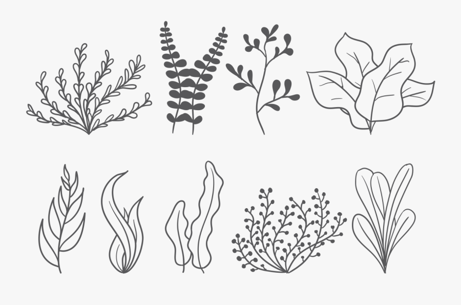 Sea Weed Vector Icons - Sea Weed Vector, Transparent Clipart