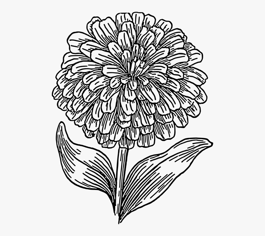Free Image On Pixabay - Zinnia Black And White Clipart, Transparent Clipart