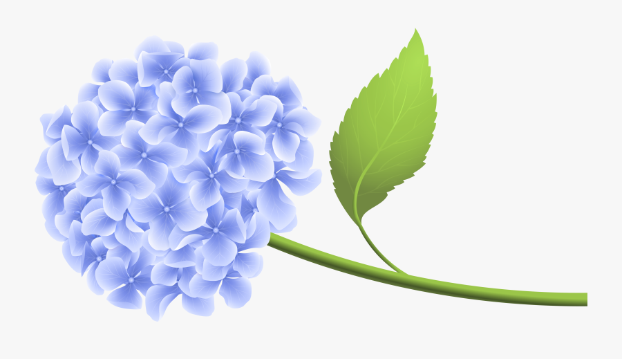 Clip Art Hydrangea Image Transparent - Hortensia Png, Transparent Clipart