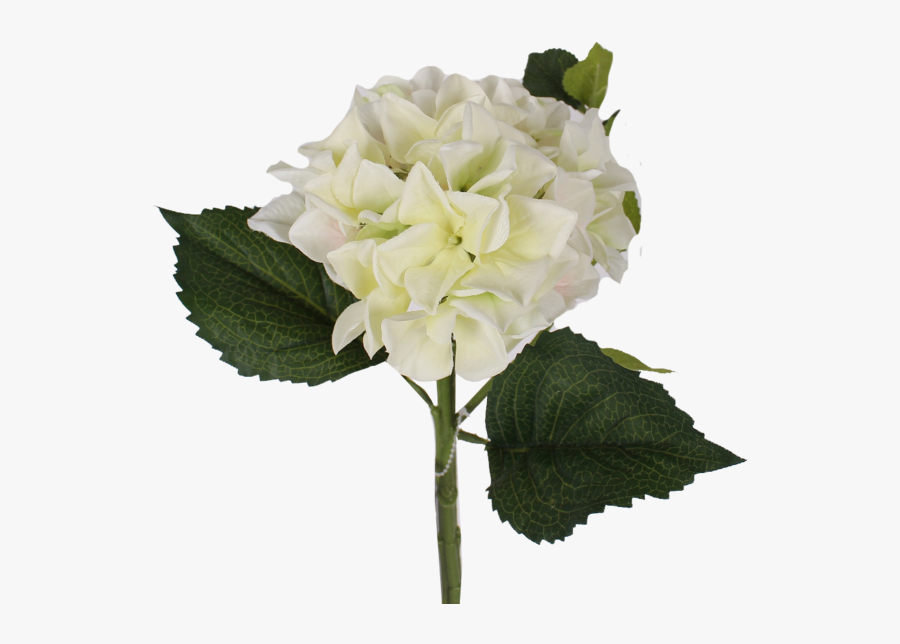 Transparent Hydrangea Bush Png - Single White Hydrangea Clipart Transparent, Transparent Clipart