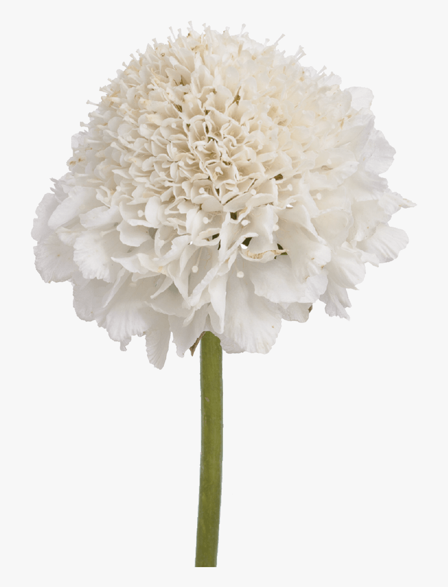Transparent Vanilla Flower Png - Artificial Flower, Transparent Clipart