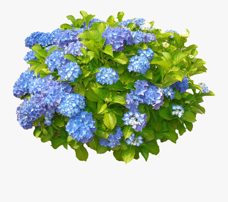 Transparent Thorn Bush Png - Hydrangea Bush Clip Art, Transparent Clipart