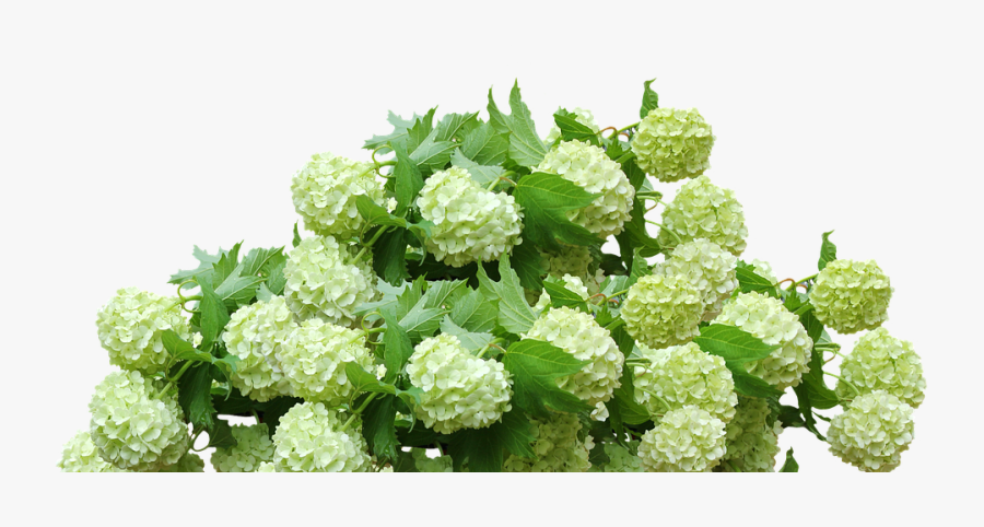 Hydrangea - Hydrangea Bush Png, Transparent Clipart