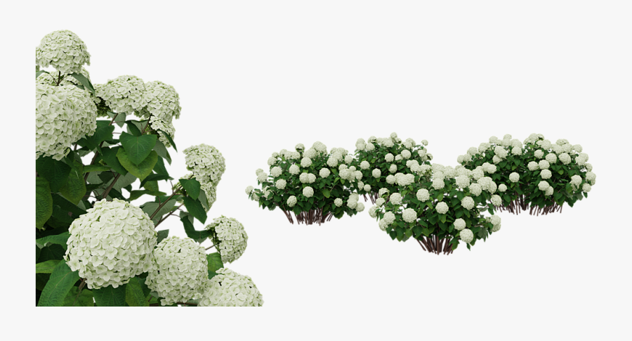Flower,flowering Plant,moschatel Family,evergreen Candytuft - White Hydrangea Flower Png, Transparent Clipart