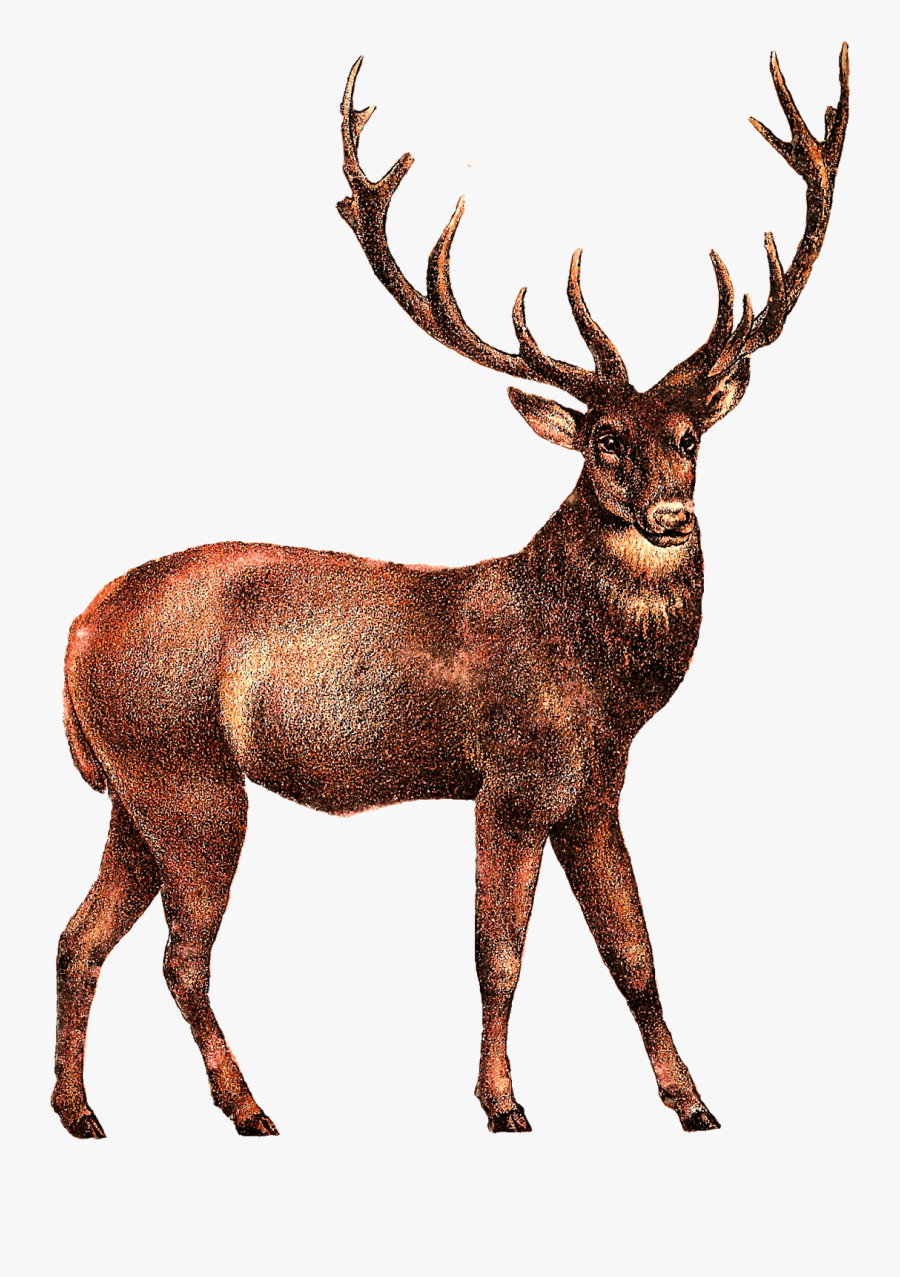 Elk, Transparent Clipart