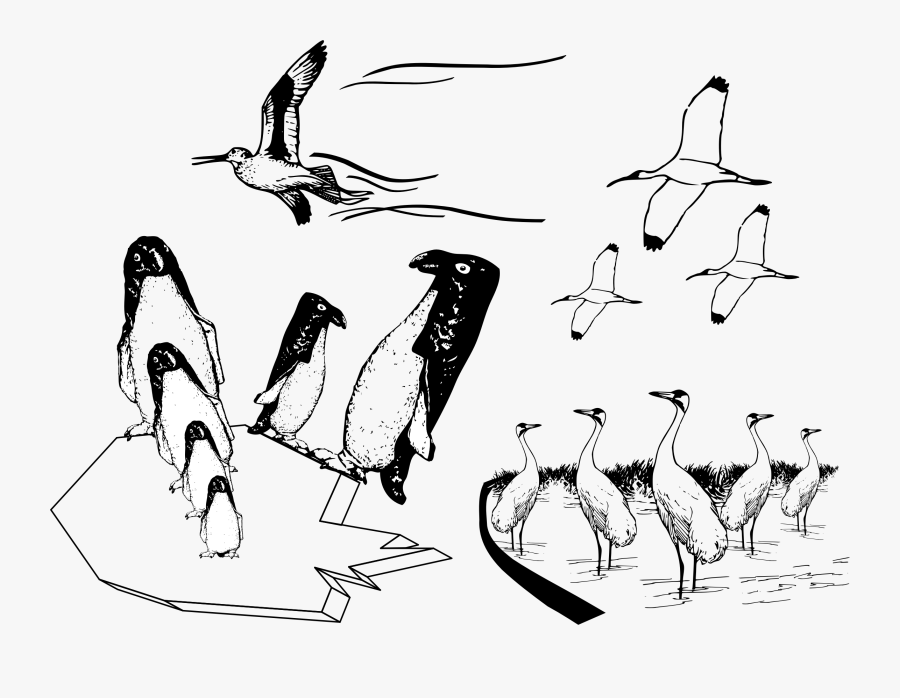 Many Birds Flying In Different Scenes Clip Arts - Burung Kartun Hitam Putih, Transparent Clipart