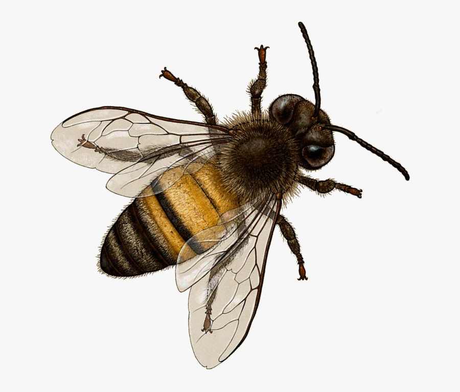 Transparent Background Honey Bee Png, Transparent Clipart