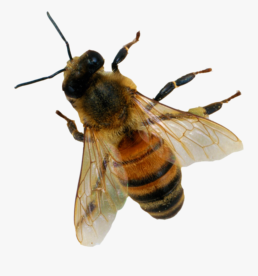 Transparent Realistic Bee Clipart - Honey Bee From Above, Transparent Clipart