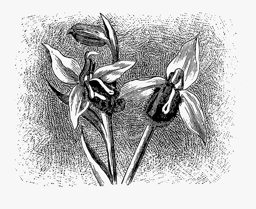 Vintage Bee Clip Art, Transparent Clipart