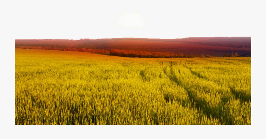 #ftestickers #landscape #field #wheat #sunrise - Grass Landscape Sunset, Transparent Clipart