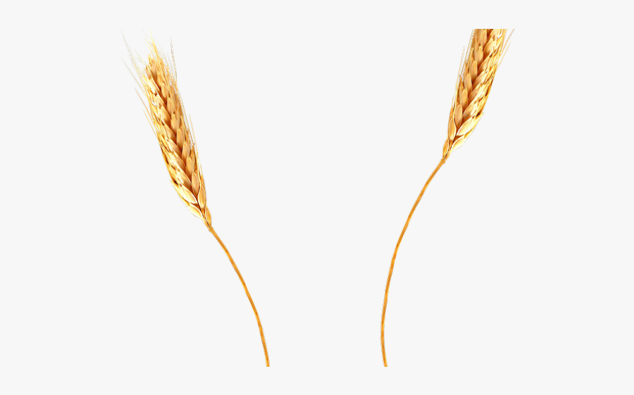 Cornfield Clipart Barley Field - Cartoon Of Wheat Transparent, Transparent Clipart