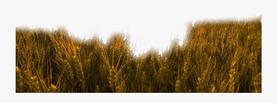 #nature #grass #wheat #trigo #field #freetoedit - Sunset Rye Field, Transparent Clipart