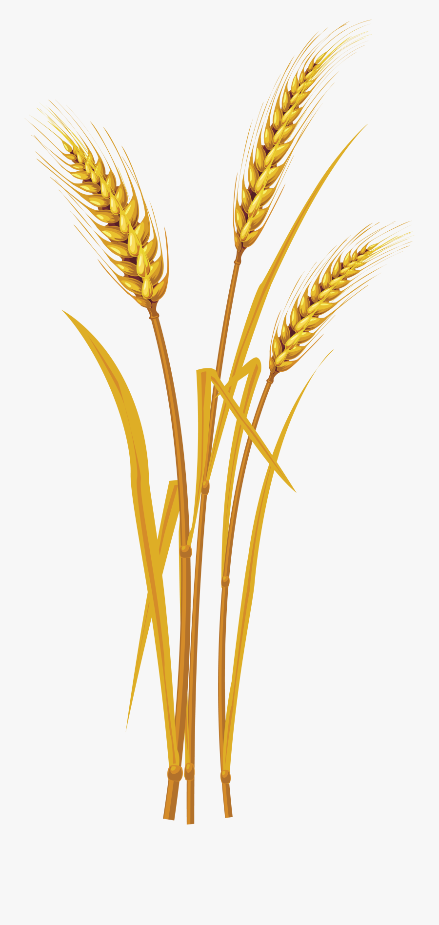 Wheat Transparent Png Pictures Icons And Png - Wheat Png, Transparent Clipart
