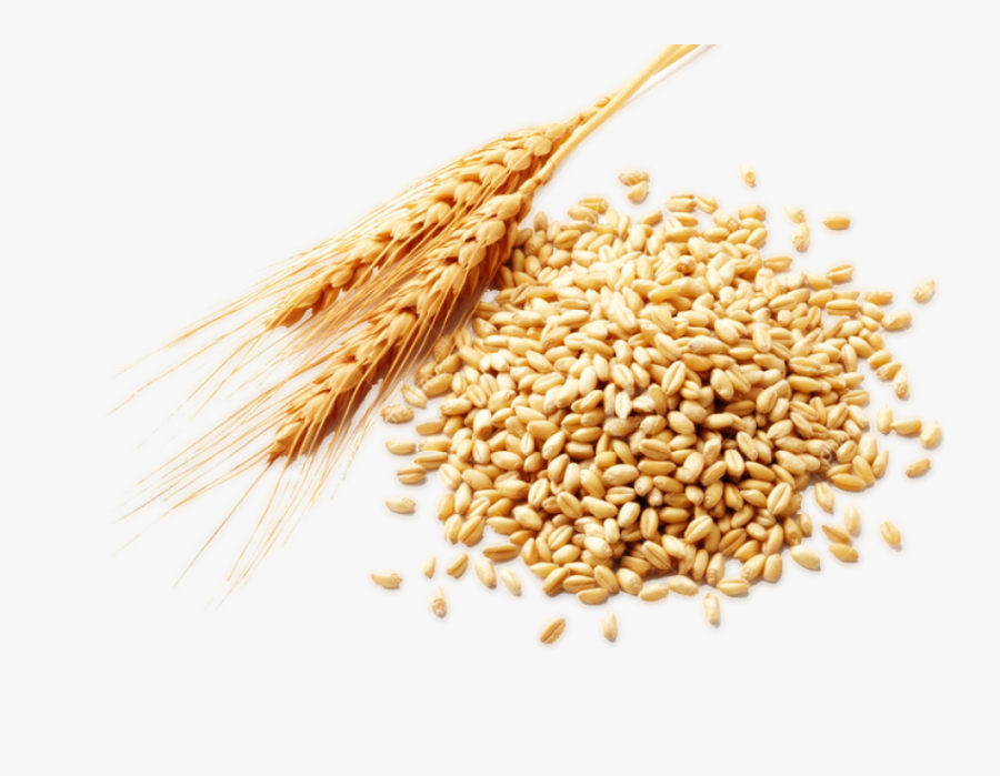 Plant Crops Produce Wheat Grain - Wheat Png, Transparent Clipart