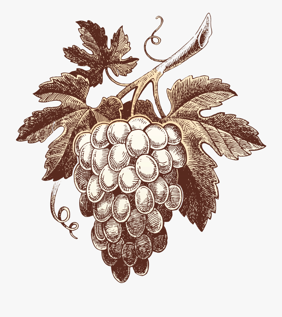 Grapes Vector Banner, Transparent Clipart