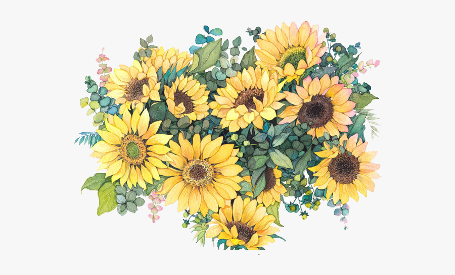 Sunflower Illustration Watercolor Common Flowers Painting - Blank Sunflower Invitation Template, Transparent Clipart