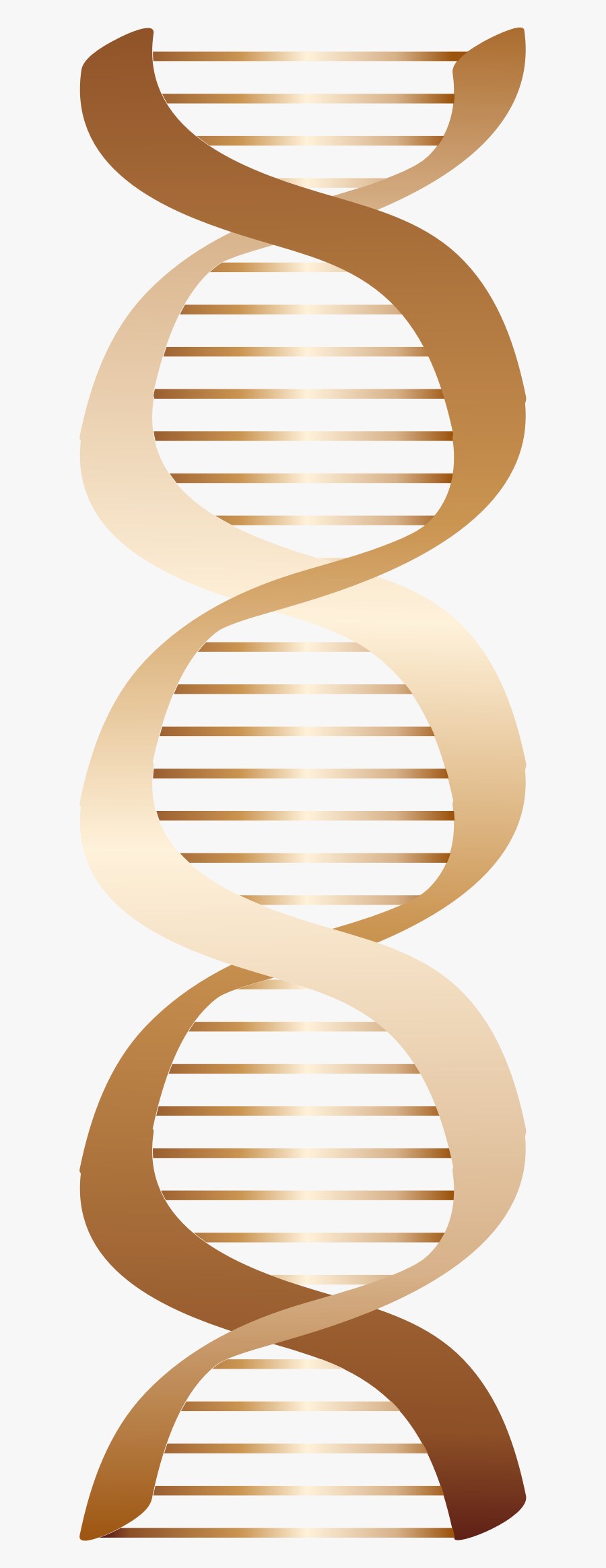 Dna Brown Png, Transparent Clipart