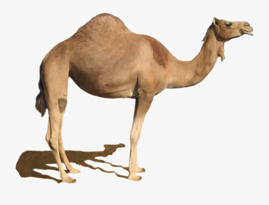 Clip Art Desert Standing Png Image - Camel Png, Transparent Clipart