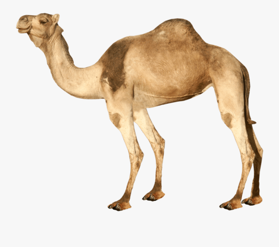 Camels Clipart Transparent - Transparent Background Camel Png, Transparent Clipart