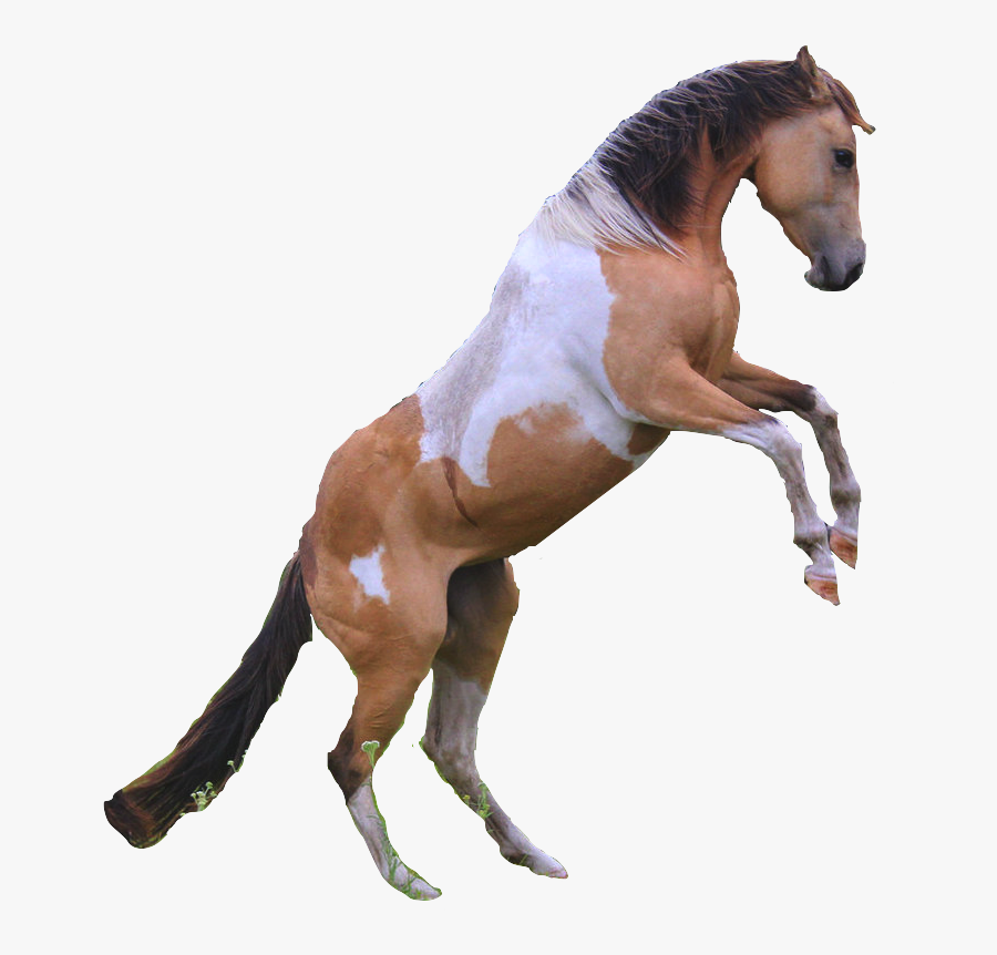 Transparent Horse Png - No Background Rearing Horse, Transparent Clipart