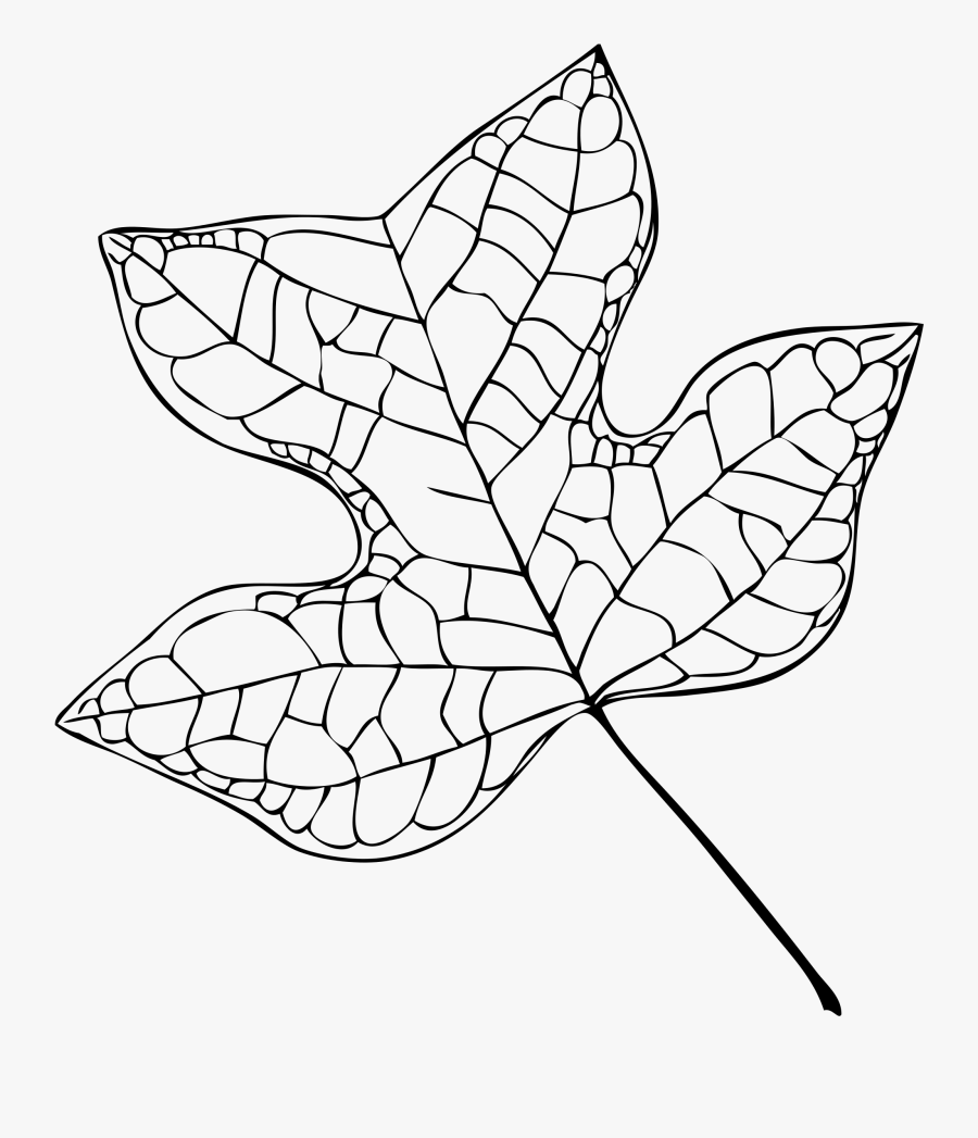 Vector Sketching Tree - Tuliptree Leaf Black And White, Transparent Clipart