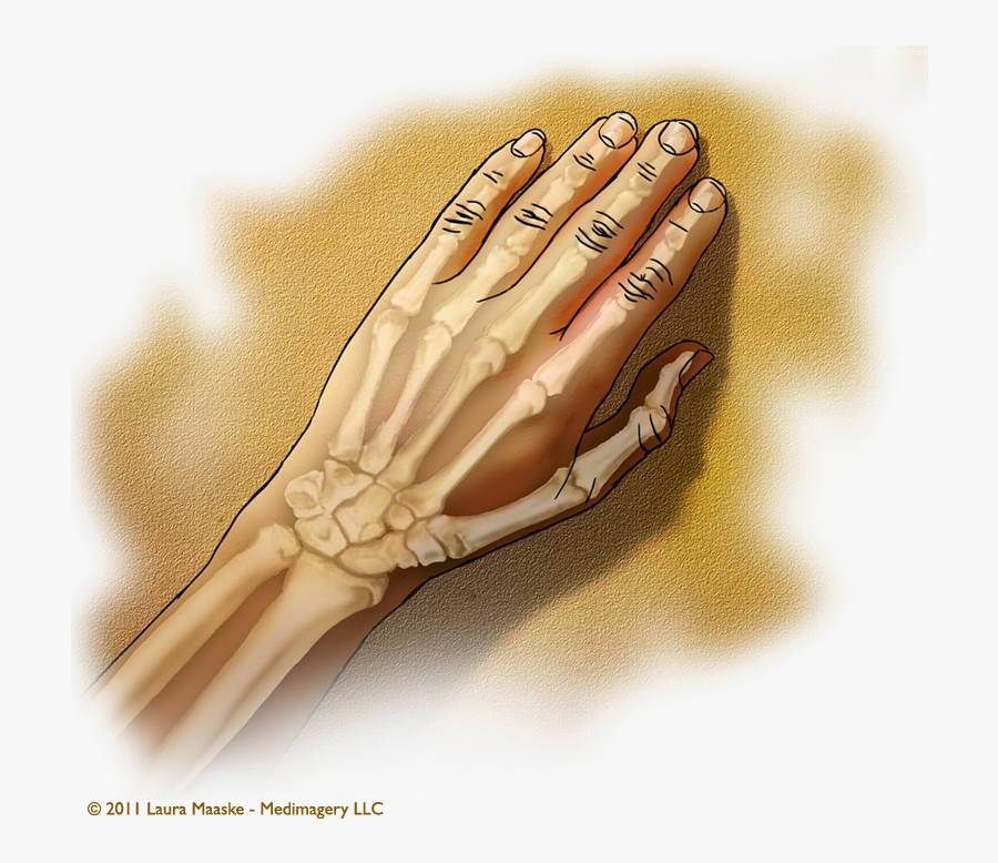Surgeon Drawing Medical Textbook - Anatomy Hand Bone And Muscle, Transparent Clipart