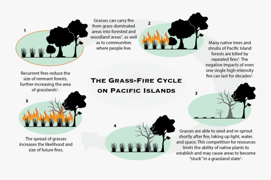Transparent Wildland Firefighter Clipart - Sheep, Transparent Clipart
