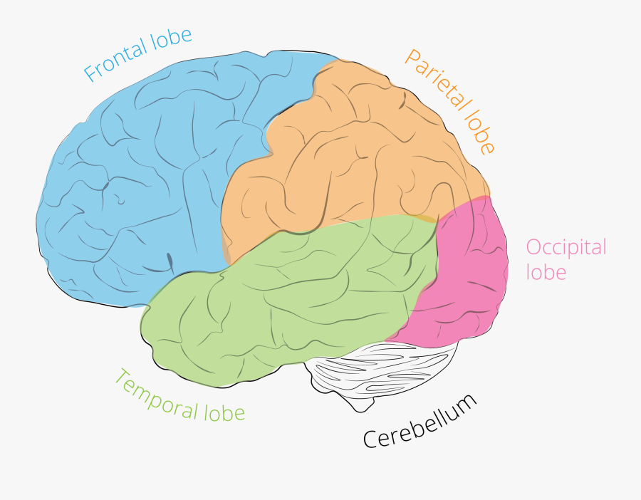 Broccoli, Transparent Clipart