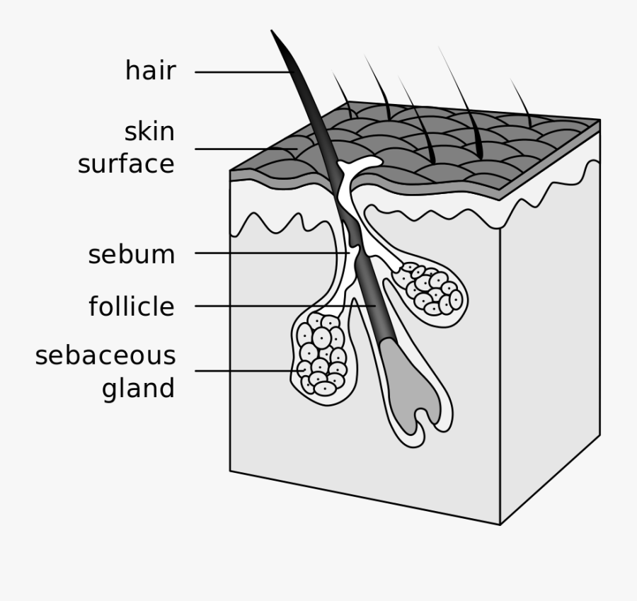 Hair Follicle, Transparent Clipart