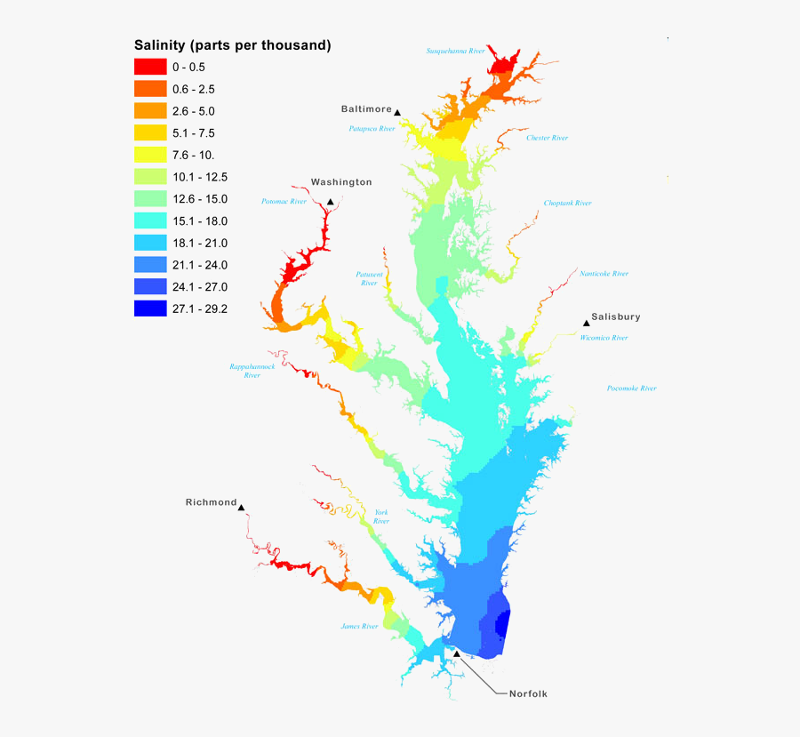 Female Crabs In The Chesapeake Bay Migrate South To - Salinity Map Of The Chesapeake Bay, Transparent Clipart