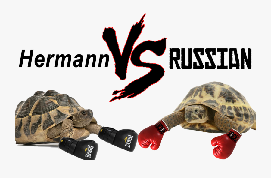 Hermann Vs Russian Tortoise - Horsefield Tortoise Vs Hermann, Transparent Clipart
