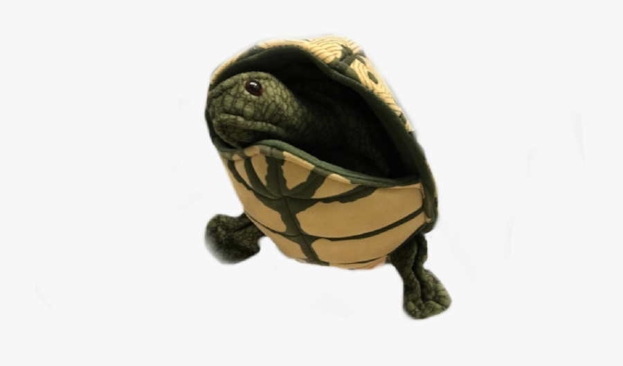 Picture - Tortoise, Transparent Clipart