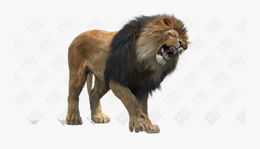 3d Images Png Lion, Transparent Clipart