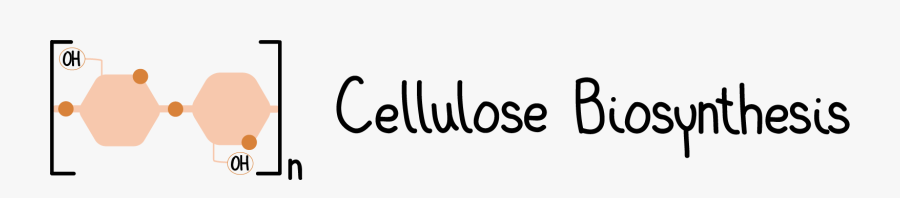 Calligraphy, Transparent Clipart