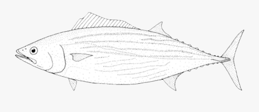 Pez Bonito Para Dibujar, Transparent Clipart