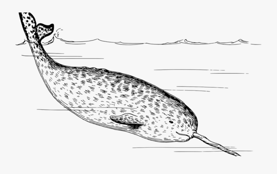 It’s A Tooth - Narwhals Black And White, Transparent Clipart