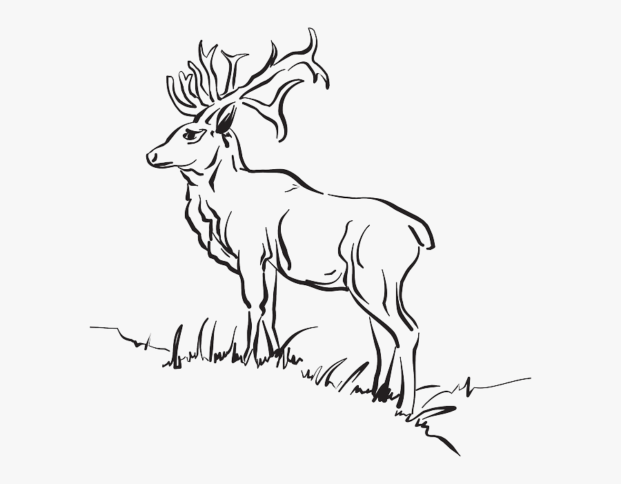 Wild Animal In A Forest Drawing, Transparent Clipart