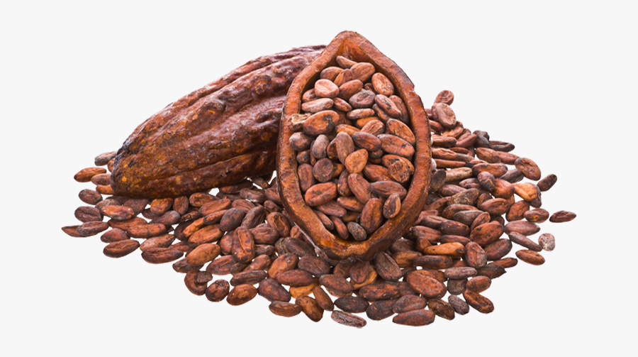 Cocoa Beans Png Image - Cacao Bean Png, Transparent Clipart