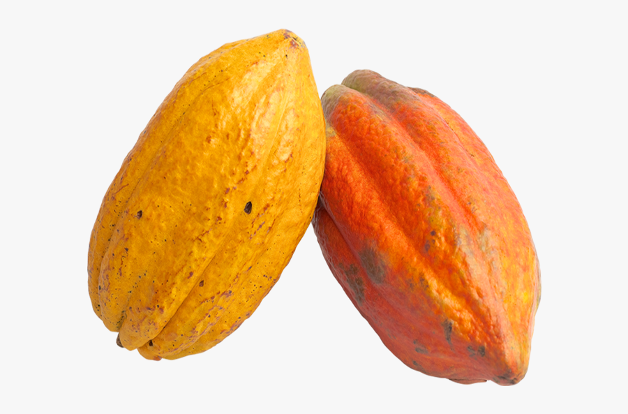 Clip Art Is A Cocoa Bean A Fruit - Cacao Png, Transparent Clipart